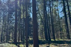 IMG-20250417-WA0027