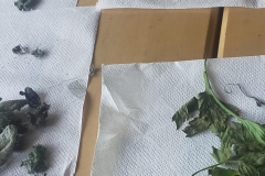 IMG20220630121932